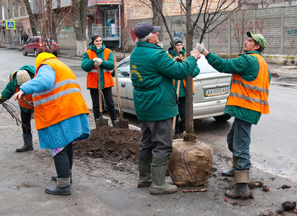 Озеленители Харькова высадили молодые деревья по улице Садовой