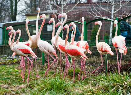 В харьковском зоопарке готовятся встречать Международный день птиц
