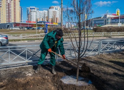 За первый месяц весны в Харькове высадили 300 деревьев