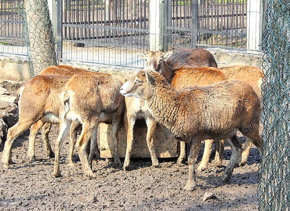 В Харьковском зоопарке у муфлонов появилось потомство (ФОТО)