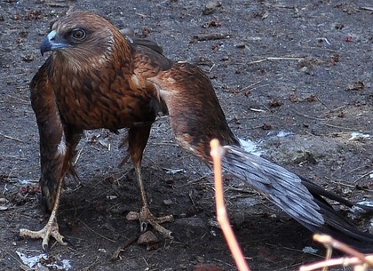 В Харьковском зоопарке заботятся о хищных птицах, покалеченных людьми (ФОТО)