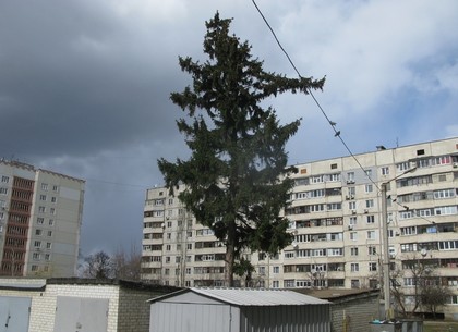 Есть на Новой Баварии одинокое «старославянское» дерево (ФОТО)