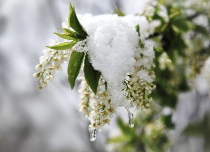 Холодная весна-2016: в Украину придут заморозки и снег