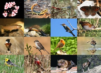 День биологического разнообразия: события 22 мая