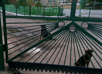 Собак, покусавших девочку на Основе, отловили (ФОТО)