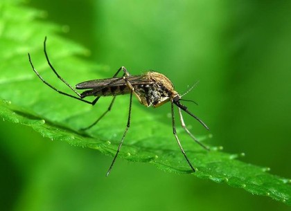 Комариный праздник: события 26 мая