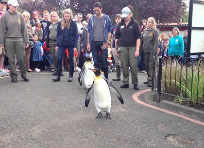 Харьковчане просят поселить в зоопарке пингвинов