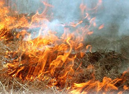 Экологи напоминают о недопустимости сжигания сухой растительности