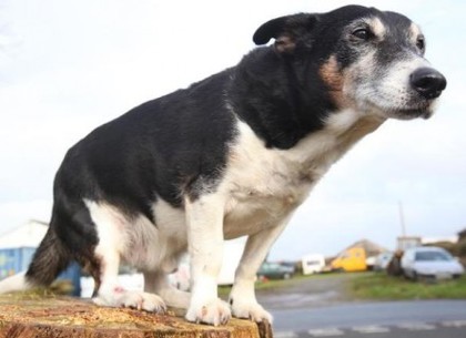 Умерла самая старая собака в Британии