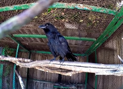 «Карлуша, давай-давай»: уникальный говорящий ворон живет в Харьковском зоопарке