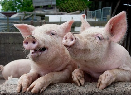 Десяток трупов свиней нашли у водоема на Харьковщине