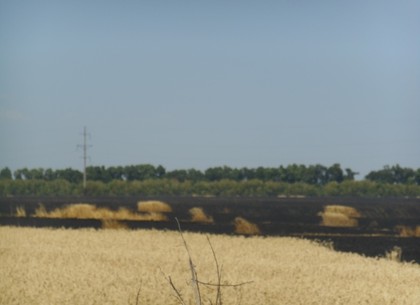 Под Харьковом выгорело сто гектаров озимой пшеницы (ФОТО)