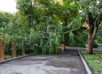 Стихия в Харькове повалила почти сотню деревьев