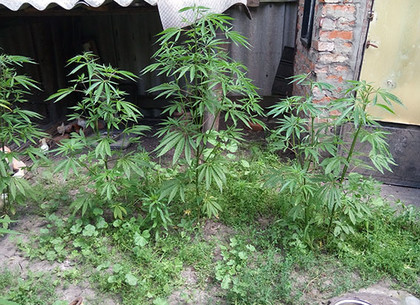 Житель Харьковщины выращивал коноплю в огороде (ФОТО)