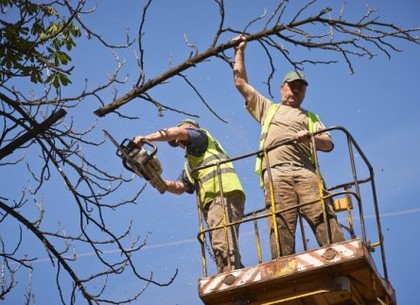 В центре Харькова сносят аварийные деревья