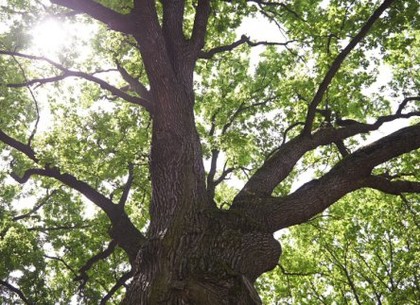 До конце недели планируется создать экореестр деревьев сада Шевченко