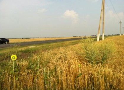 Доход от урожая, собранного на «ничейном» поле, пойдет в бюджет села под Харьковом
