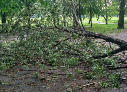 Вчера во время стихии в Харькове упало 12 деревьев