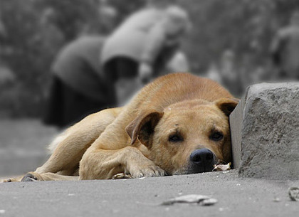 День бездомных животных: события 20 августа