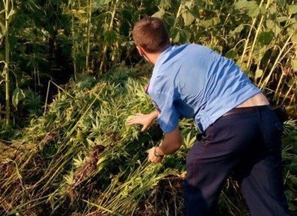 На Харьковщине СБУ ликвидировала плантацию конопли