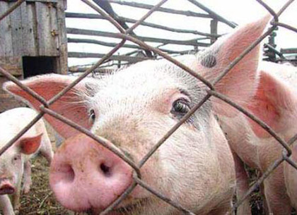 На Дергачевщине установлены блокпосты из-за африканской чумы свиней