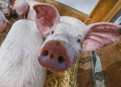 В части Основянского района объявлен карантин из-за африканской чумы свиней (Обновлено)