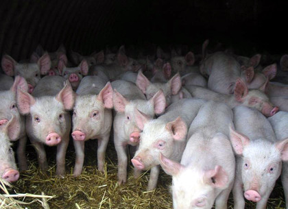 В ХОГА рассказали о мерах борьбы с африканской чумой свиней в области