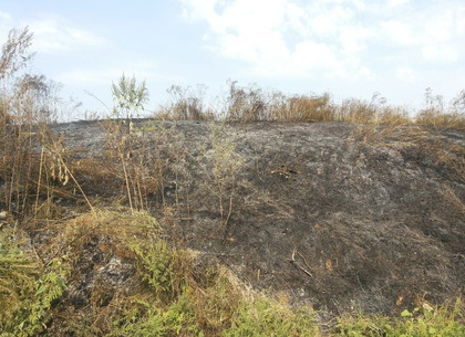 Вчера на Харьковщине выгорел гектар сухостоя