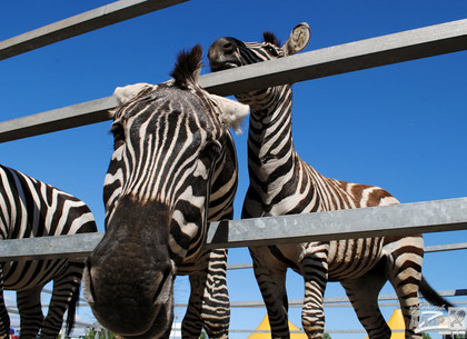 В Харьков передадут кенгуру, лемуров и зебр из Иерусалимского зоопарка