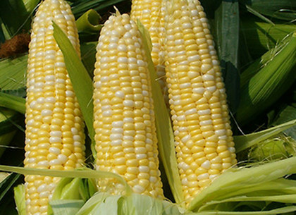 Житель области может отсидеть три года за кражу кукурузы