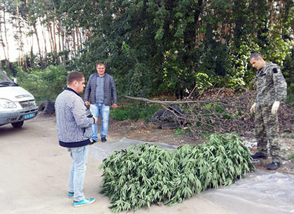В Харькове мужчина занимался выращиванием конопли