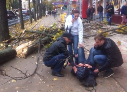 Аварийное дерево, которое «спасли» активисты, покалечило женщину