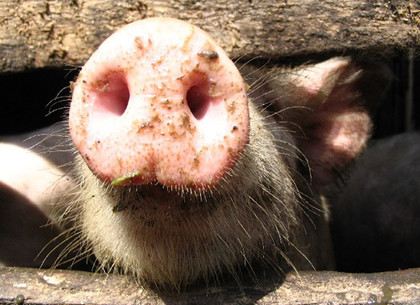 АЧС значительно сократила поголовье свиней на Харьковщине