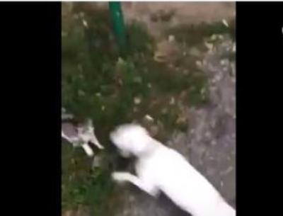 Собаку, которая загрызла котенка, правоохранители забрали у хозяйки