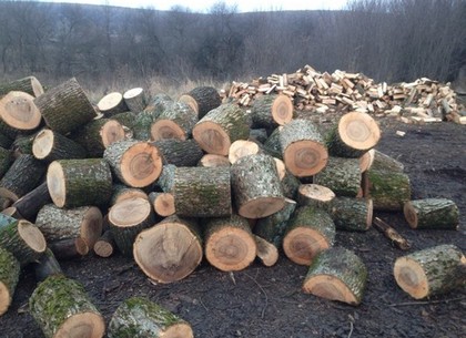 Прокуратура разоблачила схему хищения леса на Харьковщине (фото)