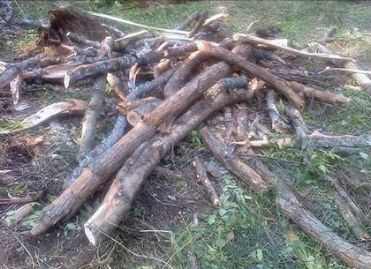 В Норцовском лесничестве незаконно рубили деревья