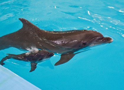 В харьковском дельфинарии пополнение - маленький дельфин