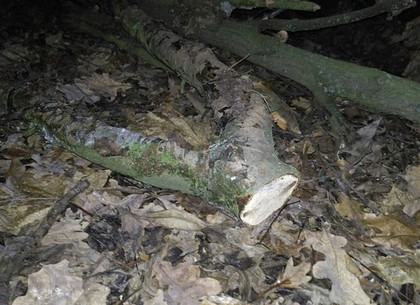 Двое харьковчан незаконно спилили 64 дерева