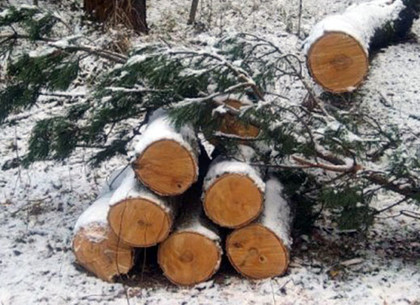 На Харьковщине поймали браконьера, который вырубал сосновый лес