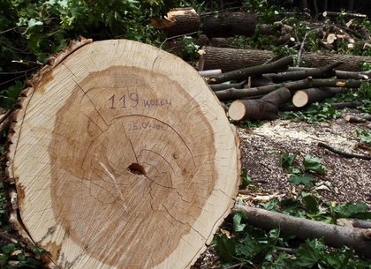 Санитарные вырубки деревьев можно будет отследить онлайн