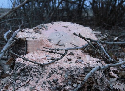 Под Харьковом незаконно вырубили 150-летние дубы