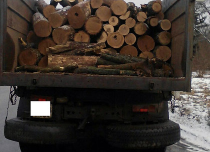 На Харьковщине задержали очередной грузовик с незаконно вырубленными дубами