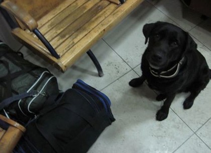Служебный пес Бони нашел наркотики на Южном вокзале (ФОТО)