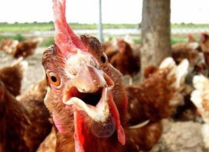 ЕС запретил импорт птицы из Украины из-за гриппа