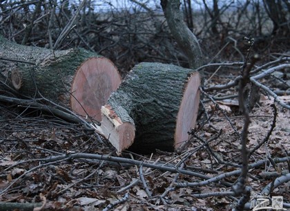В области поддержали инициативу «Відродження» по ужесточению наказания за вырубку леса