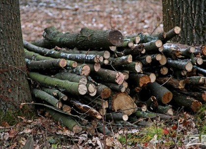 В Харьковской области создана рабочая группа по защите лесов