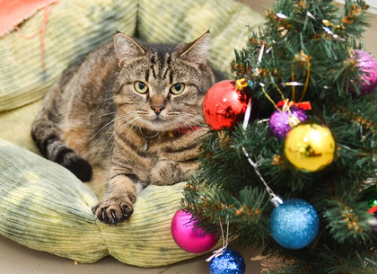 Акция «В Новый год – новый кот» в Харьковском приюте для животных