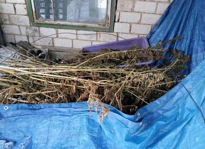 У запасливого жителя Харьковщины нашли почти полцентнера конопли (ФОТО)