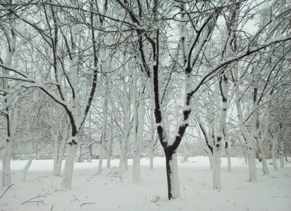 Прогноз погоды в Харькове на пятницу, 13 января