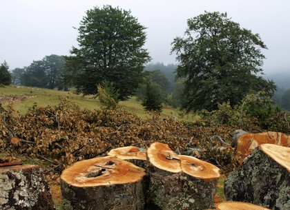 У лесхоза требуют оплатить незаконно вырубленные деревья